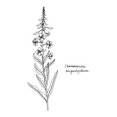 Ink drawing plant of willow herb