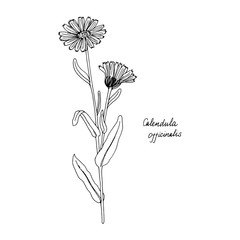 Ink drawing plant of calendula - obrazy, fototapety, plakaty