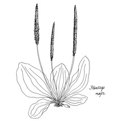 Ink drawing plant of plantain © cat_arch_angel