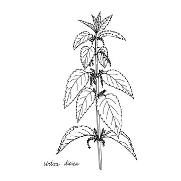 Ink drawing plant of nettle