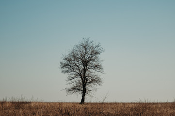 Environmental protection. Reserve area. Warm climate. Tree at daylight on a hill horizon. Blue sky and symbolic ecology.