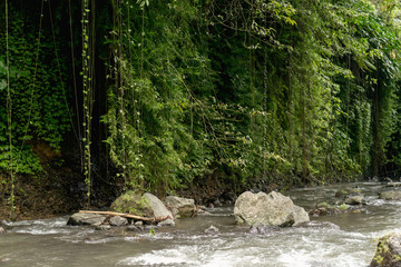 Naklejka na ściany i meble scenic view of river, trees with green foliage and rocks, Bali, Indonesia