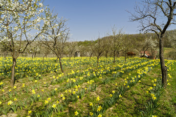 Spring landscape with daffodils among trees on a hill
