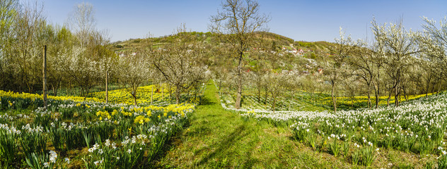 Fototapeta na wymiar Spring landscape with daffodils among trees on a hill