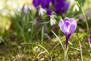Beautiful spring flowers, growing crocuses and snowdrops