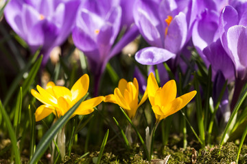 Beautiful spring flowers, purple and yellow crocuses 