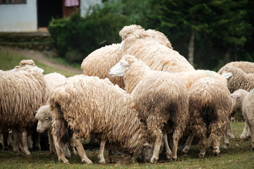 Obraz premium Cute funny happy sheep at outdoor garden nature field valley