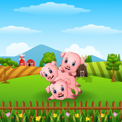 Three little pig playing together 