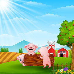 Three little pig playing in the farm 