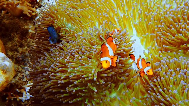 False Clown fish family known as nemo fish on pink-green Anemone