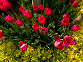 red tulips view from above