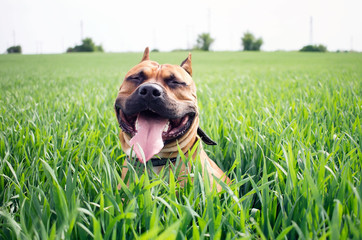 Young american staffordshire terrier on a grassy meadow