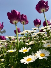 Fototapeta premium Tulips and daisies on grass. Vertical photo of purple tulips with daisies.