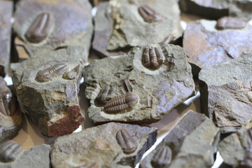 trilobite fossil texture