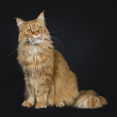 Fototapeta na wymiar Big red adult yawning Maine Coon cat sitting side ways isolated on black background big tail around body and looking up
