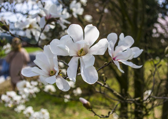 Magnolia © Asfodel