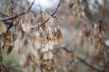 Dry autumn seed scales leaves with dew on the bare branches of tree. Natural background and real forest texture. Пrey morning or evening in the november park.