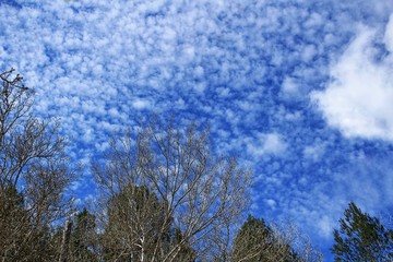 Leafy forest under blue sky