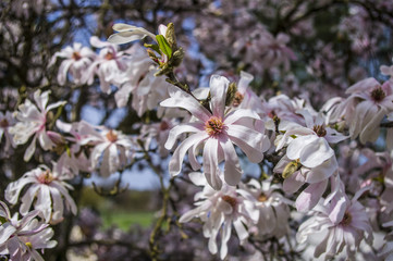 Magnolia © Asfodel