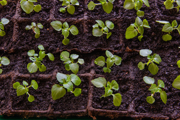 A fragment of a container for peat pots with seedlings.
