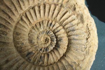 ammonites fossil texture