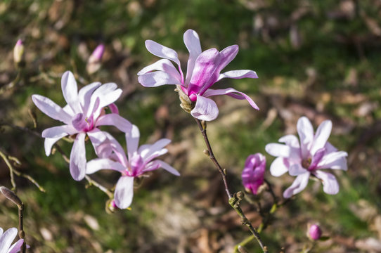 Magnolia