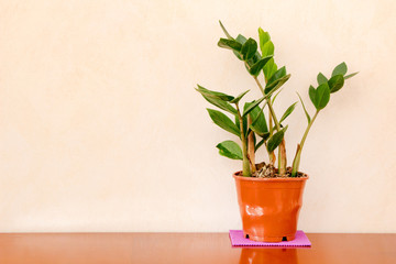House plant, potted plant, green plant on wooden table indoor internal house with copy space background.