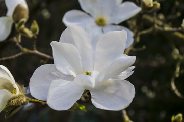 Magnolia © Asfodel