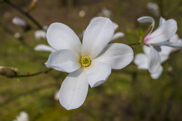 Magnolia © Asfodel