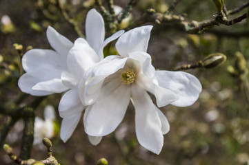 Magnolia © Asfodel