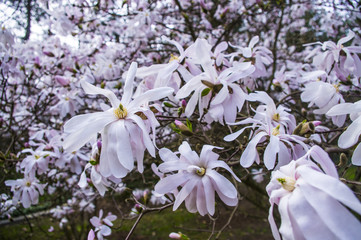 Magnolia © Asfodel