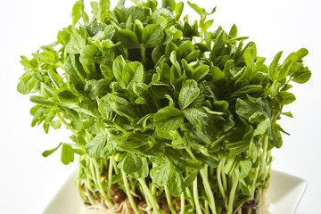 豆苗(pea sprouts)