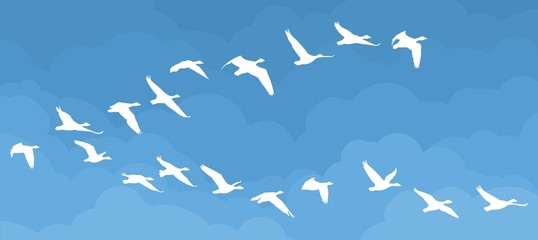 Flight of birds in the sky. 