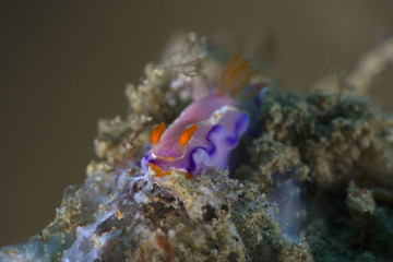 Nudibranch Thorunna florens. Picture was taken in the Banda sea, Ambon, West Papua, Indonesia