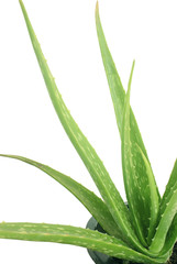 Aloe vera  (isolated on white and clipping path)