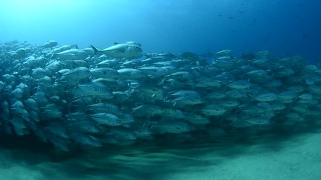 Big eye Trevally Jack, (Caranx sexfasciatus) Forming a polarized school or bait ball. Cabo Pulmo National Park, Cousteau once named it The world's aquarium. Baja California Sur,Mexico.