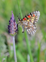 Zerynthia rumina. Butterfly in their natural environment