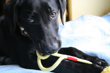 Black labrador mixed breed puppy playing with toy