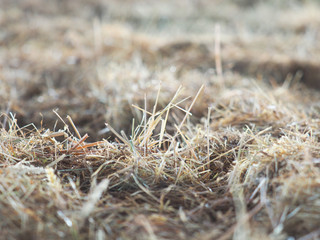 Horizontally bales of straw and hay background, agricultural background, close-up, selective focus. Feed and litter for cows, horses, goats and sheeps