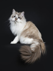Obraz premium Pretty young adult blue tabby point Neva Masquerade cat sitting side ways isolated on black background looking at camera
