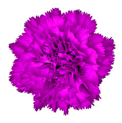 Lilac carnation flower isolated on white background. Close-up.  Element of design.