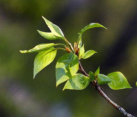 ветка,росток, весна, природа,branch,sprout, spring, nature