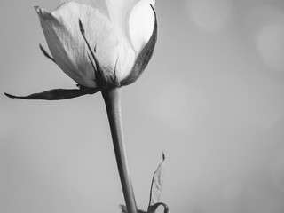Weiße Rose clope up