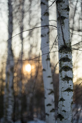 Obraz premium Sunset through the branches of trees in the forest