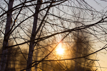 Sunset through the branches of trees in the forest