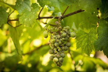 green grapes growing on a branch after a rain