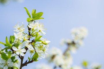 flowered plum branch with white flowers and blue sky background