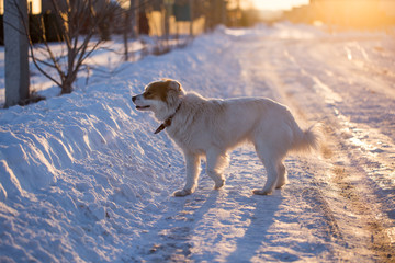 A dog in the rays of a sunset in the snow