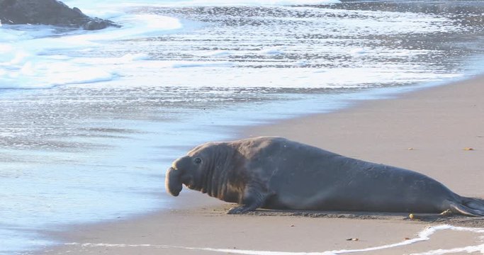 Male Elephant Seal California