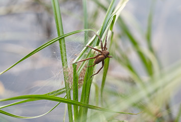 паук, паутина, весна, лето, spider web, spring, summer
